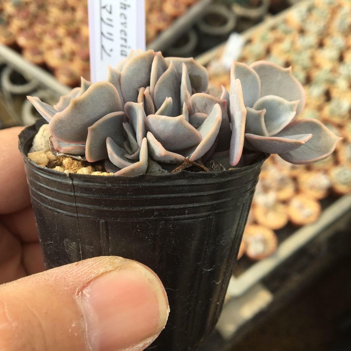 多肉植物　エケベリア　販売会　キャサリンページ 多肉植物 エケベリア 販売会 キャサリン様 専用ページ - メルカリ